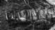 inscriptiapiatraseaflaacumintrocolectieparticulara_small.jpg